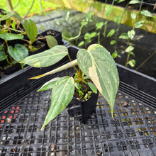 Load image into Gallery viewer, Philodendron Gloriosum Snow Leopard, variegated, Exact Plant Ships Nationwide