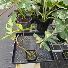 Load image into Gallery viewer, Philodendron Florida Beauty, Exact Plant Variegated Ships Nationwide