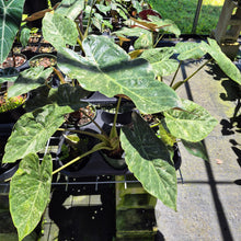 Load image into Gallery viewer, Alocasia Wentii Pink Splash Variegated 6" pot, Fedex 2day