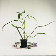 Load image into Gallery viewer, Philodendron Holtonianum, Exact Plant Ships Nationwide