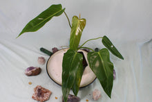Load image into Gallery viewer, Philodendron Bernadopazii Exact Plant