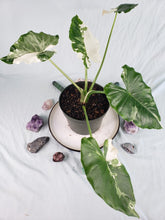 Load image into Gallery viewer, Odora Okinawa Silver, Exact Plant, variegated Alocasia