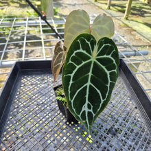 Load image into Gallery viewer, Anthurium Crystallinum, Exact Plant