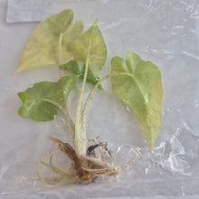 Load image into Gallery viewer, Alocasia 'Portora' aurea Variegated tissue culture Fedex 2day