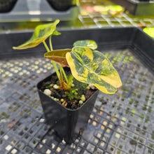 Load image into Gallery viewer, Alocasia Sedenii Aurea Variegated, Exact Plant Ships Nationwide