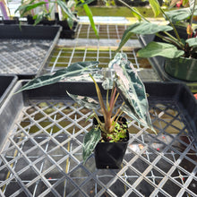 Load image into Gallery viewer, Alocasia 'Bambino Arrow' pink, Exact Plant Ships Nationwide