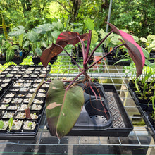 Load image into Gallery viewer, Philodendron Pink Princess Variegated exact plant, Fedex 2day*