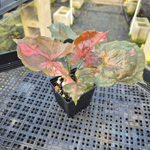 Load image into Gallery viewer, Syngonium Strawberry Ice Variegated 4" pot, Fedex 2day*