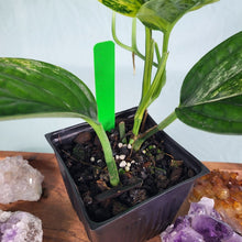 Load image into Gallery viewer, Monstera Peru "Karstenianum", Exact Plant Variegated