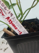 Load image into Gallery viewer, Florida Ghost, exact plant, Philodendron, ships nationwide