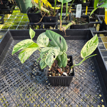 Load image into Gallery viewer, Epipremnum Pinnatum Marble, Exact Plant Variegated Ships Nationwide