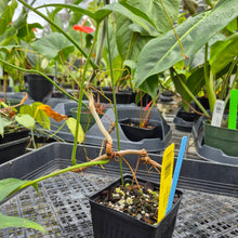 Load image into Gallery viewer, Philodendron Quercifolium x Pedatum, Exact Plant