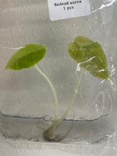 Load image into Gallery viewer, Alocasia Sedenii Aurea variegated tissue culture 2DayAir