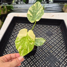 Load image into Gallery viewer, Monstera Deliciosa Green Snow variegated exact plant, Fedex 2day*