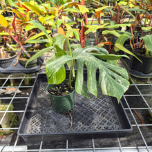 Load image into Gallery viewer, Monstera Borsigiana Albo Deliciosa, Exact Plant Variegated Ships Nationwide