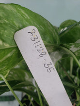 Load image into Gallery viewer, Pinnatum Albo, Exact Plant, multi pot of 5, variegated Epipremnum