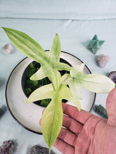 Load image into Gallery viewer, Florida Ghost, Exact Plant, Philodendron