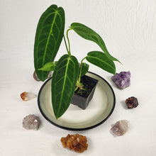 Load image into Gallery viewer, Anthurium Warocqueanum, Queen, Exact Plant