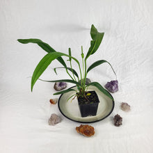 Load image into Gallery viewer, Anthurium Bakeri, Exact Plant Ships Nationwide