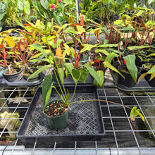 Load image into Gallery viewer, Anthurium Veronica green, speckled, Exact Plant, Ships Nationwide