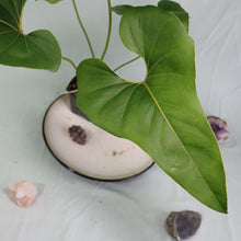 Load image into Gallery viewer, Anthurium Brownii Large Shipped Nationwide