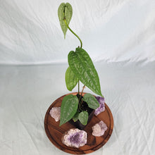 Load image into Gallery viewer, Anthurium Sp. Limon 4" pot, Fedex 2 day*