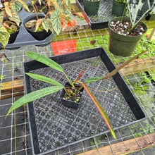 Load image into Gallery viewer, Philodendron Bicolor, Exact Plant Ships Nationwide