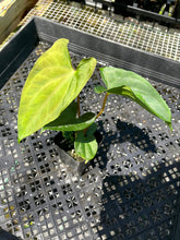 Load image into Gallery viewer, Anthurium Papillilaminum Fort Sherman, Exact Plant Ships Nationwide