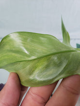 Load image into Gallery viewer, Florida Beauty, exact plant, variegated Philodendron, ships nationwide