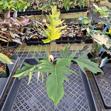 Load image into Gallery viewer, Philodendron Florida Beauty X Tortum Variegated exact plant, Fedex 2day*