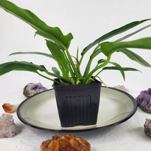 Load image into Gallery viewer, Philodendron Orchid Jungle 4" pot, Fedex 2 day*