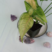 Load image into Gallery viewer, Syngonium Regina Red 4" pot, Fedex 2 day*