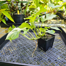 Load image into Gallery viewer, Rhaphidophora Tetrasperma Albo, Exact Plant Variegated double plant