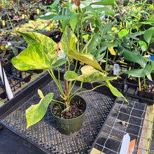 Load image into Gallery viewer, Anthurium Andraeanum White Heart, Exact Plant Variegated Ships Nationwide