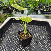 Load image into Gallery viewer, Monstera Deliciosa Green Snow variegated exact plant, Fedex 2day*
