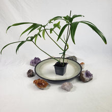 Load image into Gallery viewer, Philodendron Quercifolium 2.5" Pot, Fedex 2 day*