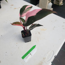 Load image into Gallery viewer, Philodendron Pink Princess, Exact Plant Variegated Ships Nationwide