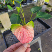 Load image into Gallery viewer, Anthurium Speckled Butterfly Shibori AFF, Exact Plant Variegated Ship Nationwide