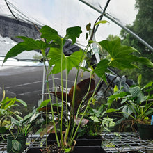 Load image into Gallery viewer, Anthurium Macrolobium, Exact Plant flowering XL