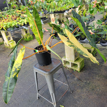 Load image into Gallery viewer, Philodendron Billietiae, Exact Plant Ships Nationwide
