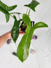 Load image into Gallery viewer, Philodendron 69686 Bette Waterbury 4" pot, Fedex 2 day*