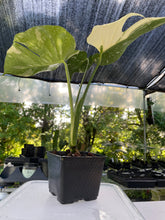Load image into Gallery viewer, Monstera Deliciosa Creme Brulee variegated exact plant, Fedex 2day*