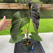 Load image into Gallery viewer, Anthurium Moodeanum x Veitchii, exact plant, Fedex 2day*