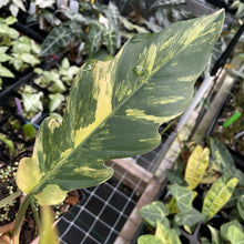 Load image into Gallery viewer, Philodendron Caramel Marble variegated exact plant, Fedex 2day*