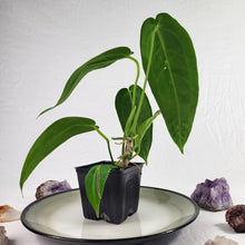 Load image into Gallery viewer, Anthurium Warocqueanum, Queen, Exact Plant