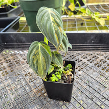 Load image into Gallery viewer, Philodendron Melanochrysum, Exact Plant Variegated Ships Nationwide