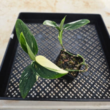 Load image into Gallery viewer, Monstera Standleyana Albo, Exact Plant Variegated Ships Nationwide