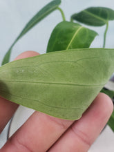 Load image into Gallery viewer, Anthurium Warocqueanum, Queen, Exact Plant