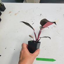 Load image into Gallery viewer, Philodendron Pink Princess, Exact Plant Variegated Ships Nationwide