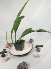 Load image into Gallery viewer, Philodendron Crassinervium, Exact Plant